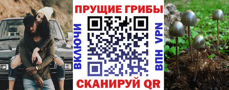 Галлюциногенные грибы Psilocybine cubensis  купить наркоту  Данилов 